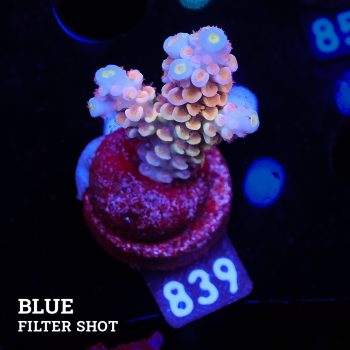 Acropora 'Rainbow Ultra'