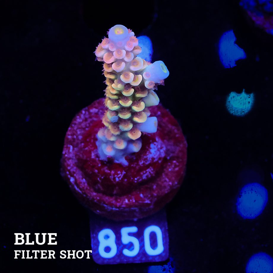 Acropora 'Rainbow Ultra'