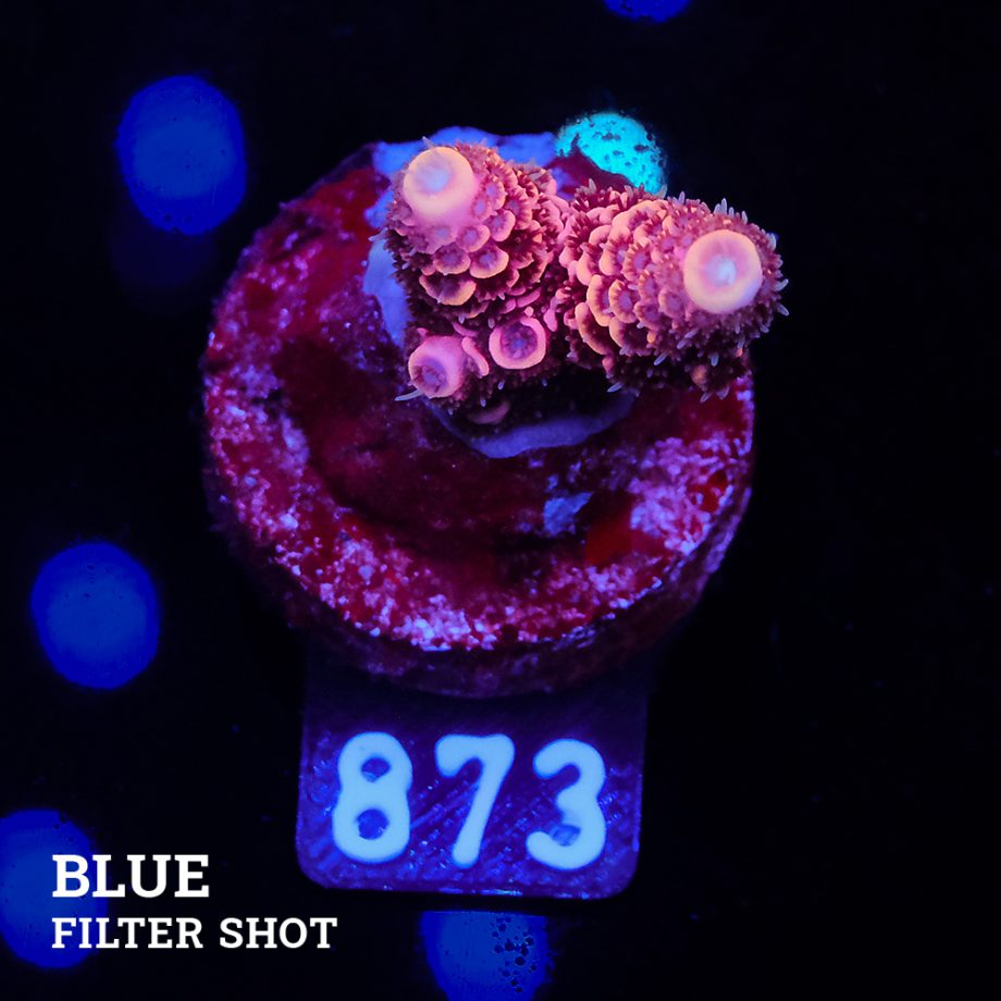 Acropora Millepora 'Pink'