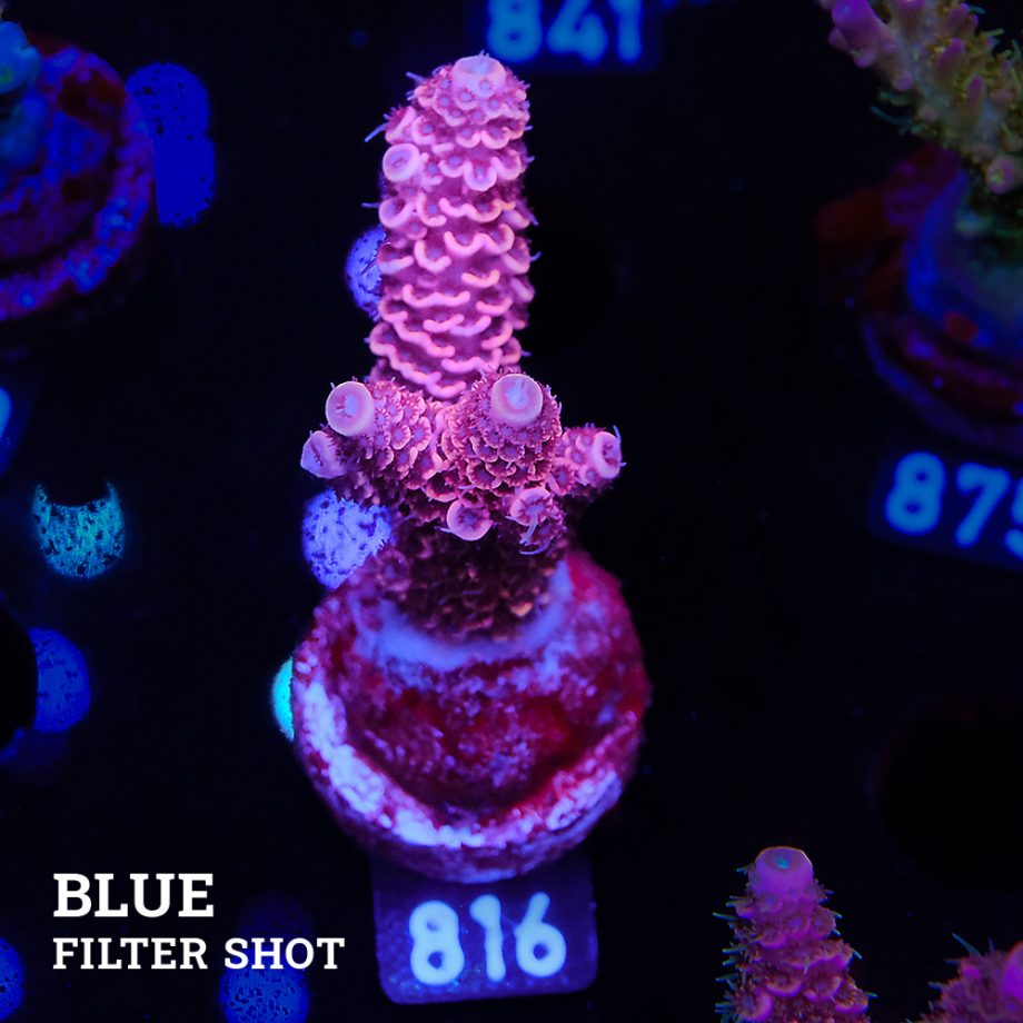 Acropora Millepora 'Pink'