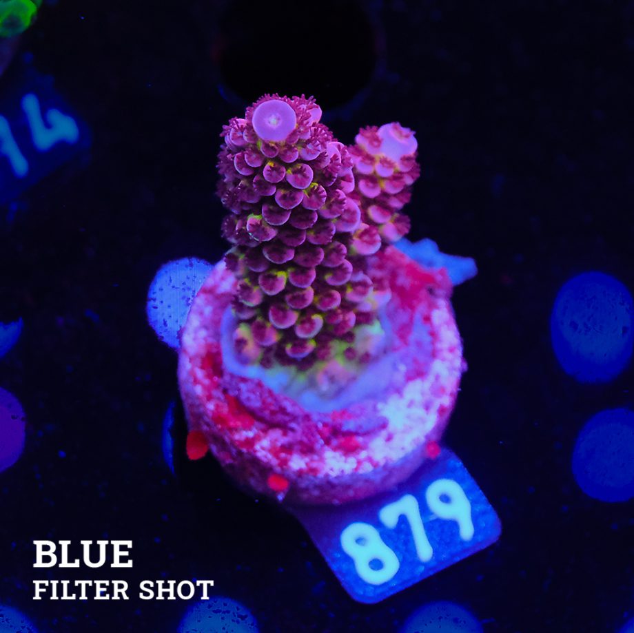 Acropora 'Fluop Bicolor II'