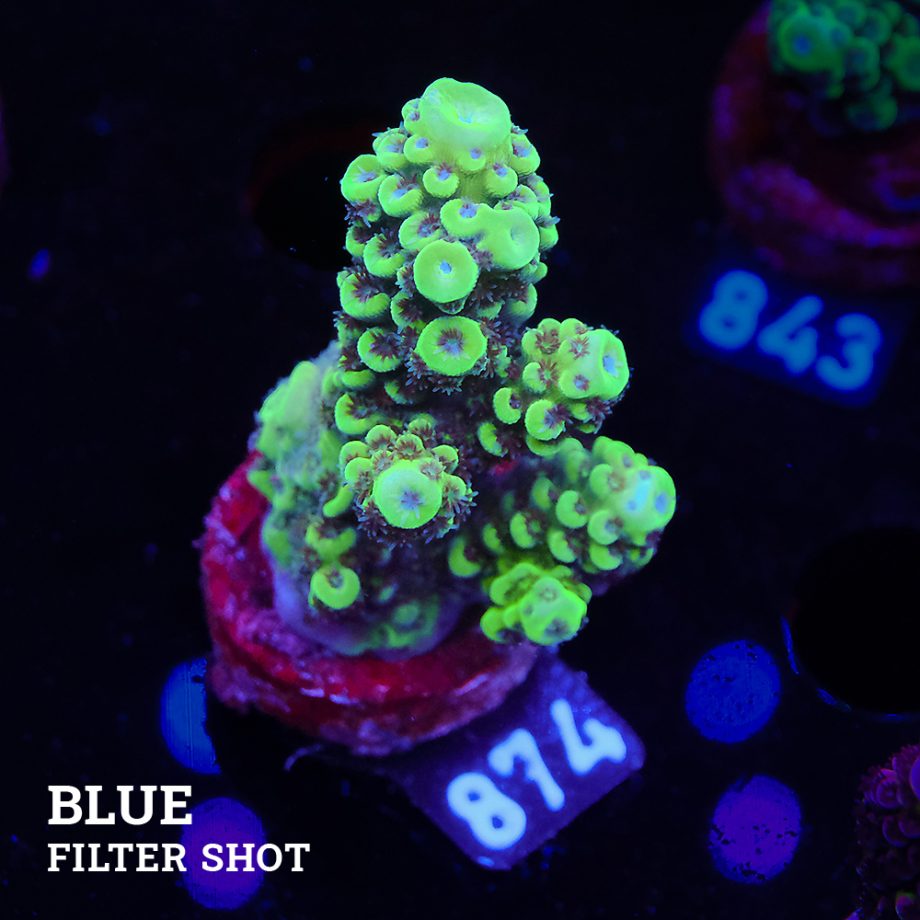 Acropora Nasuta