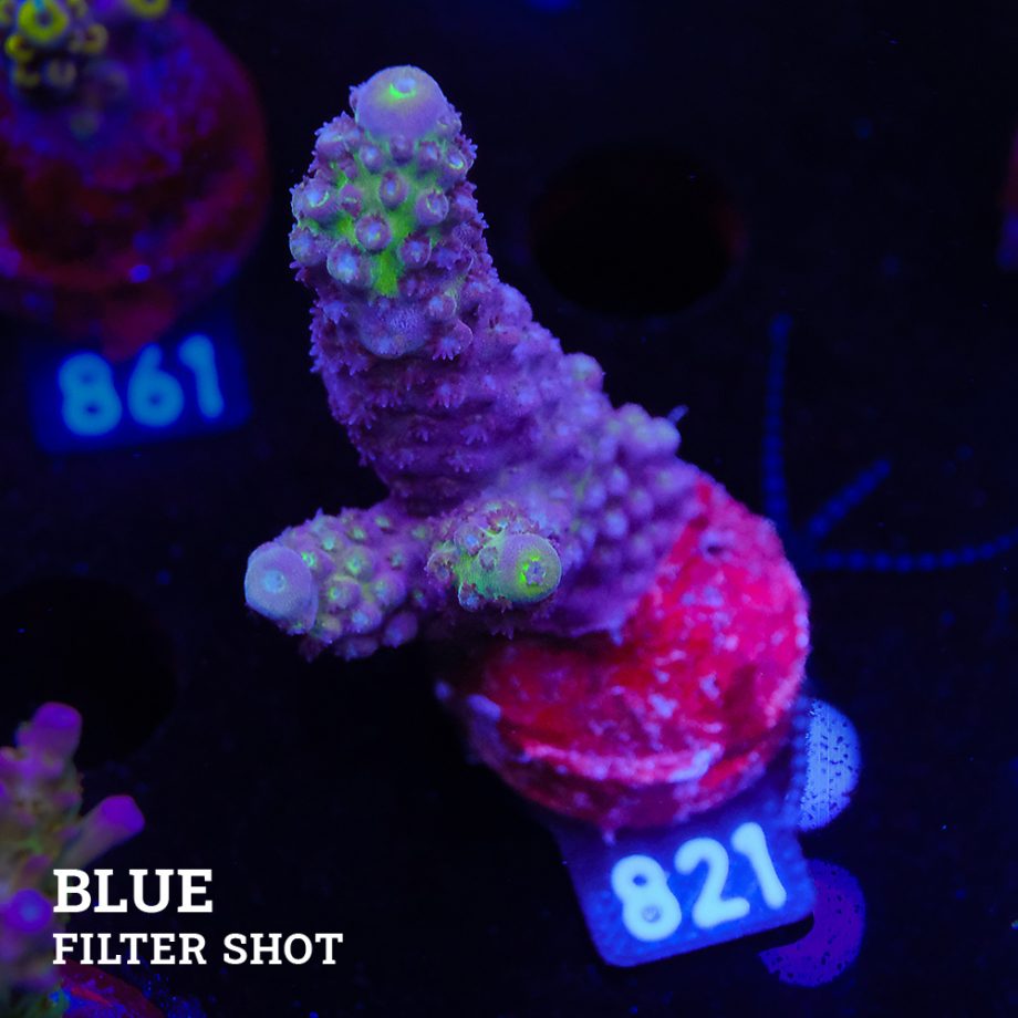 Acropora Gemmifera 'Blue'