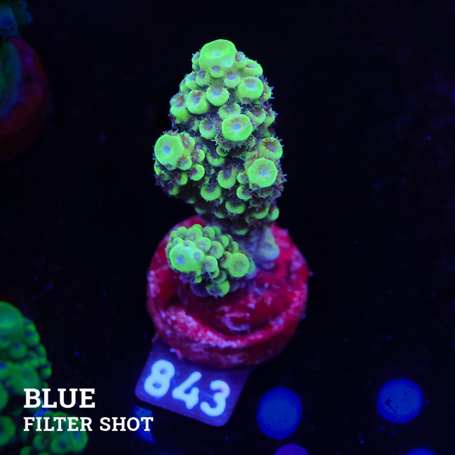 Acropora Nasuta