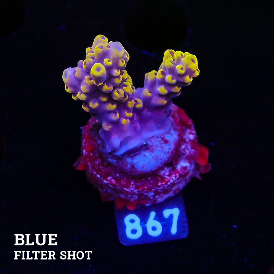 Acropora 'Pikachu Style'