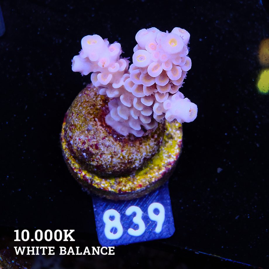 Acropora 'Rainbow Ultra'