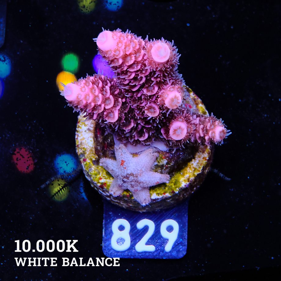 Acropora Millepora 'Pink'