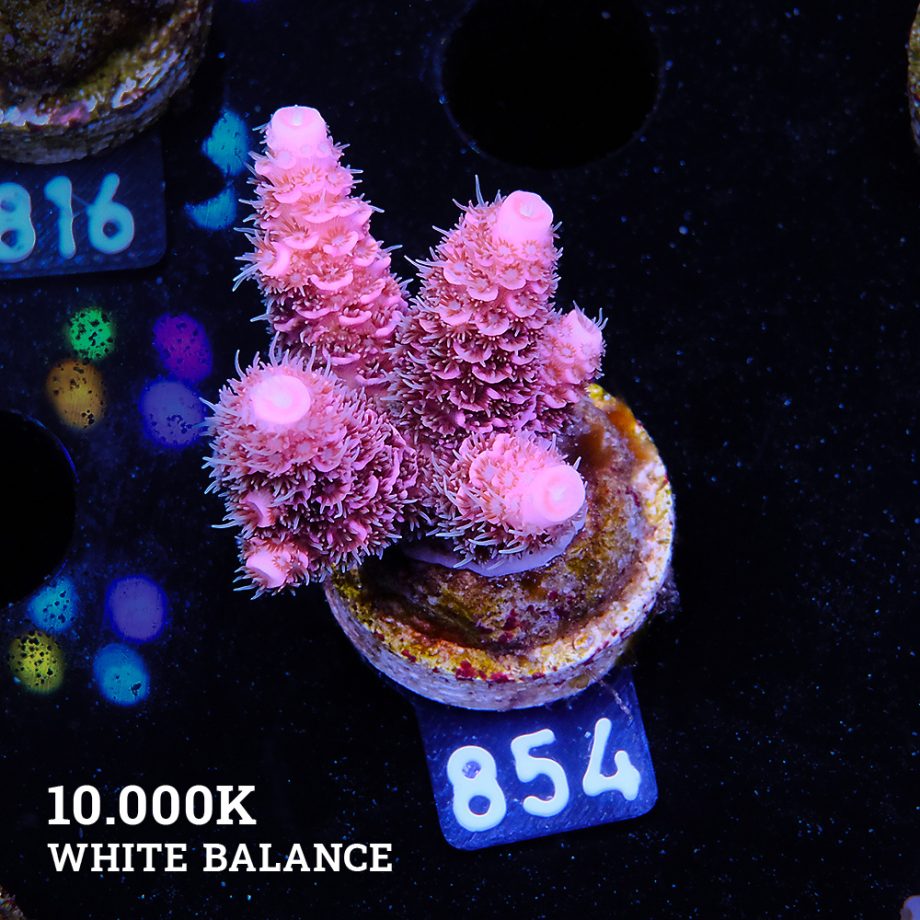 Acropora Millepora 'Pink'