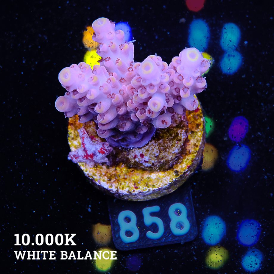 Acropora 'Yellow Tips'