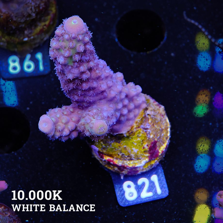 Acropora Gemmifera 'Blue'