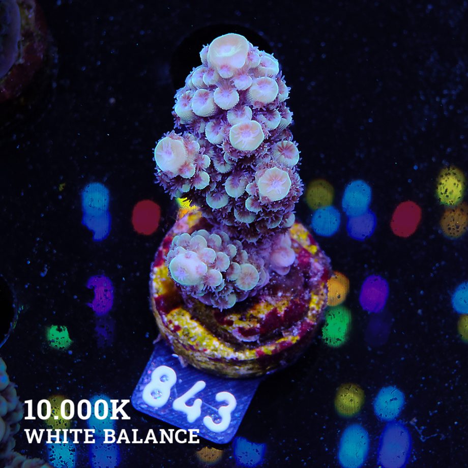 Acropora Nasuta