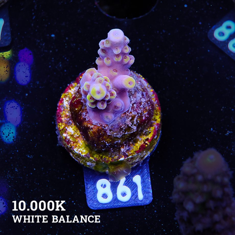 Acropora 'Yellow Tips'