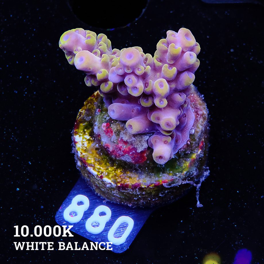 Acropora 'Pikachu Style'