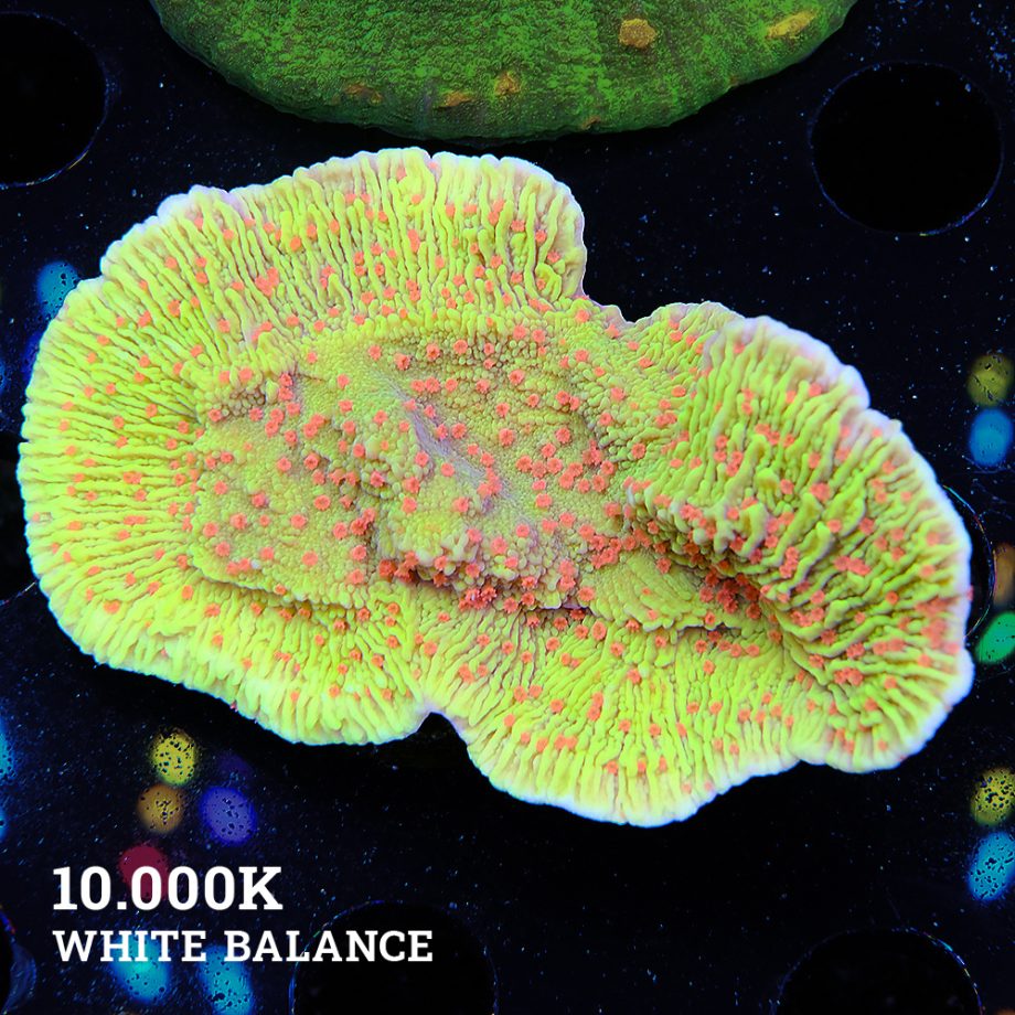 Montipora 'Chili Pepper'