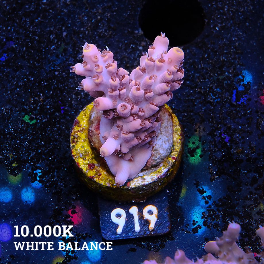 Acropora 'Rose & Yellow'