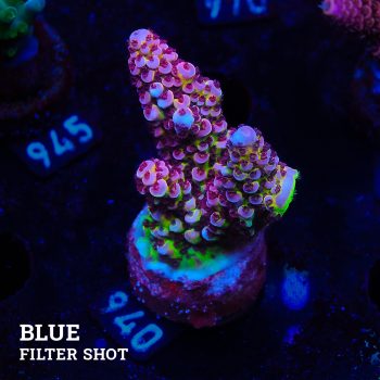 Acropora "Fluo Bicolor