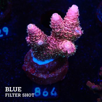 Acropora Millepora 'Pink & Green Polyps'