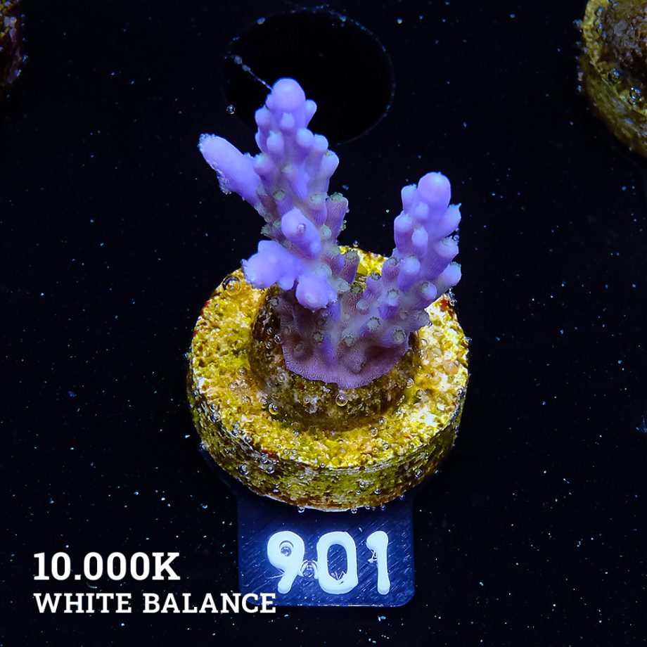 TK Purple Dream