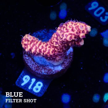 Acropora Millepora 'Pink
