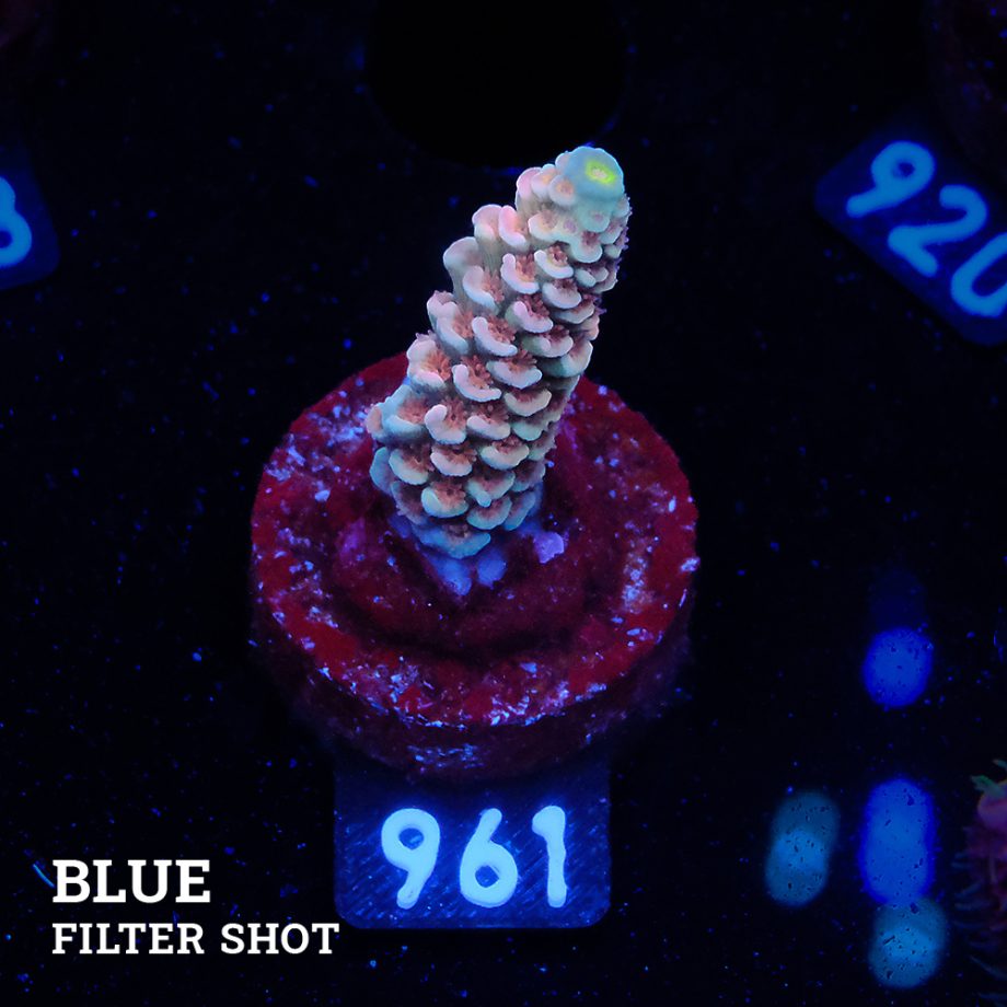 Acropora Tenui 'Rainbow'