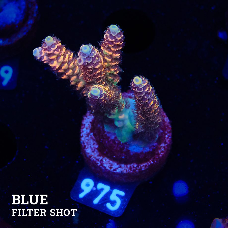 Acropora Selago 'Rainbow'