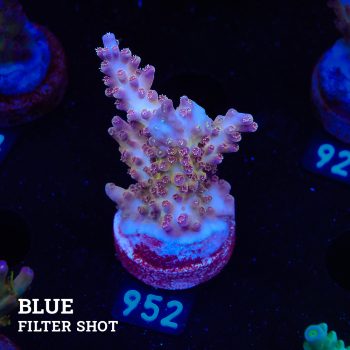 Acropora 'Pastel Fluo'