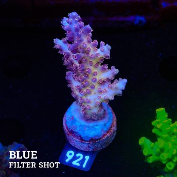 Acropora 'Pastel Fluo'