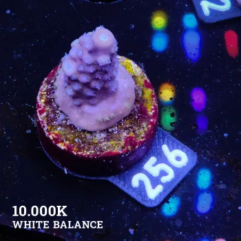 Acropora Gemmifera 'Blue'