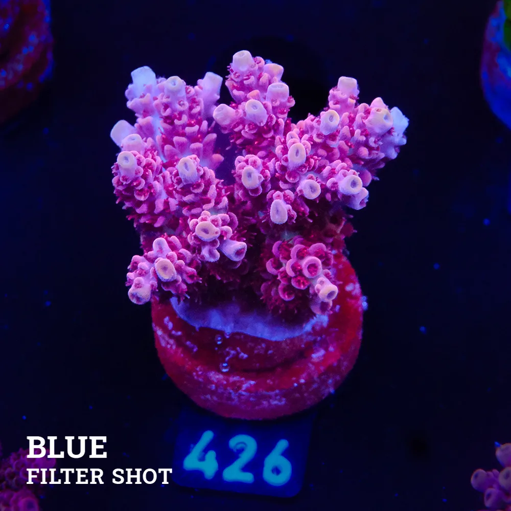 Acropora Hyacinthis 'Red'