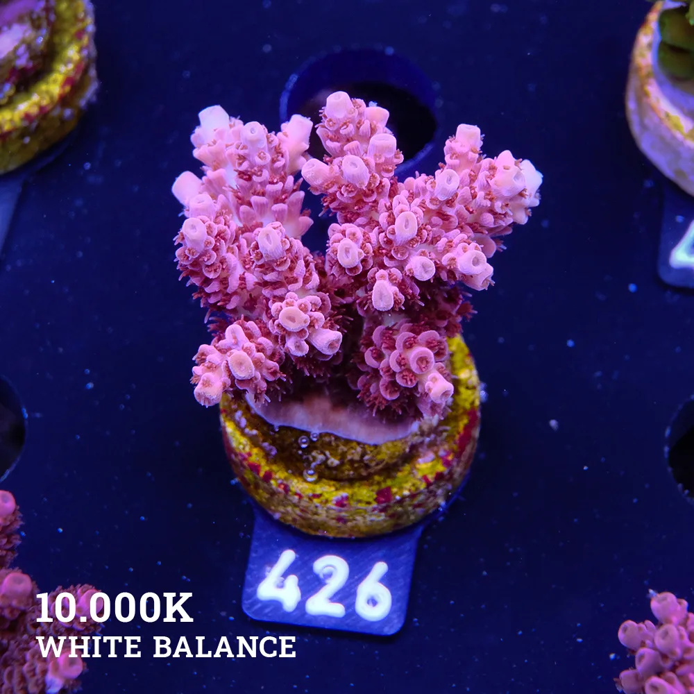 Acropora Hyacinthis 'Red'