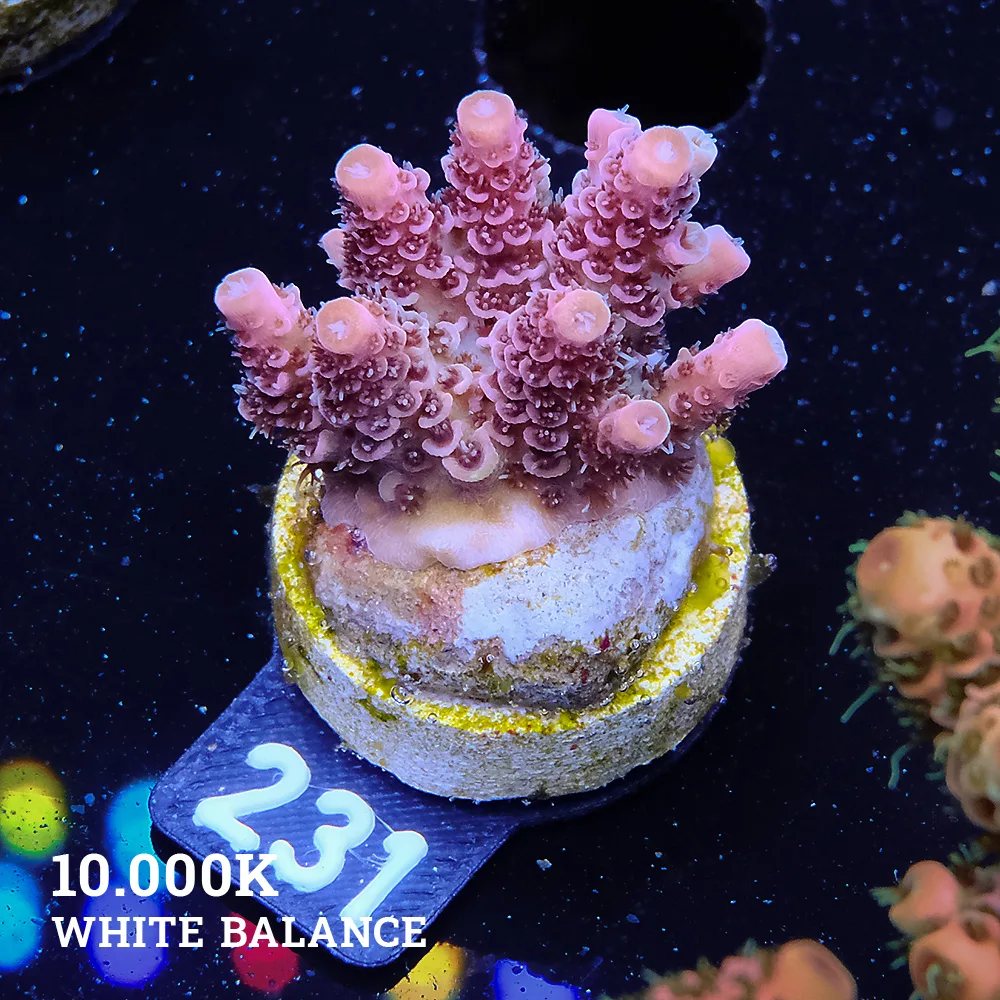 Acropora Hyaconthus 'Red'
