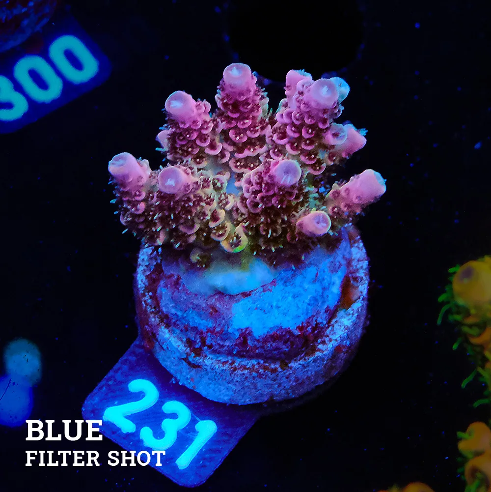 Acropora Hyaconthus 'Red'