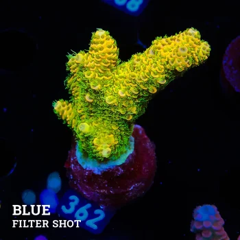 Acropora Millepora 'Sunset'