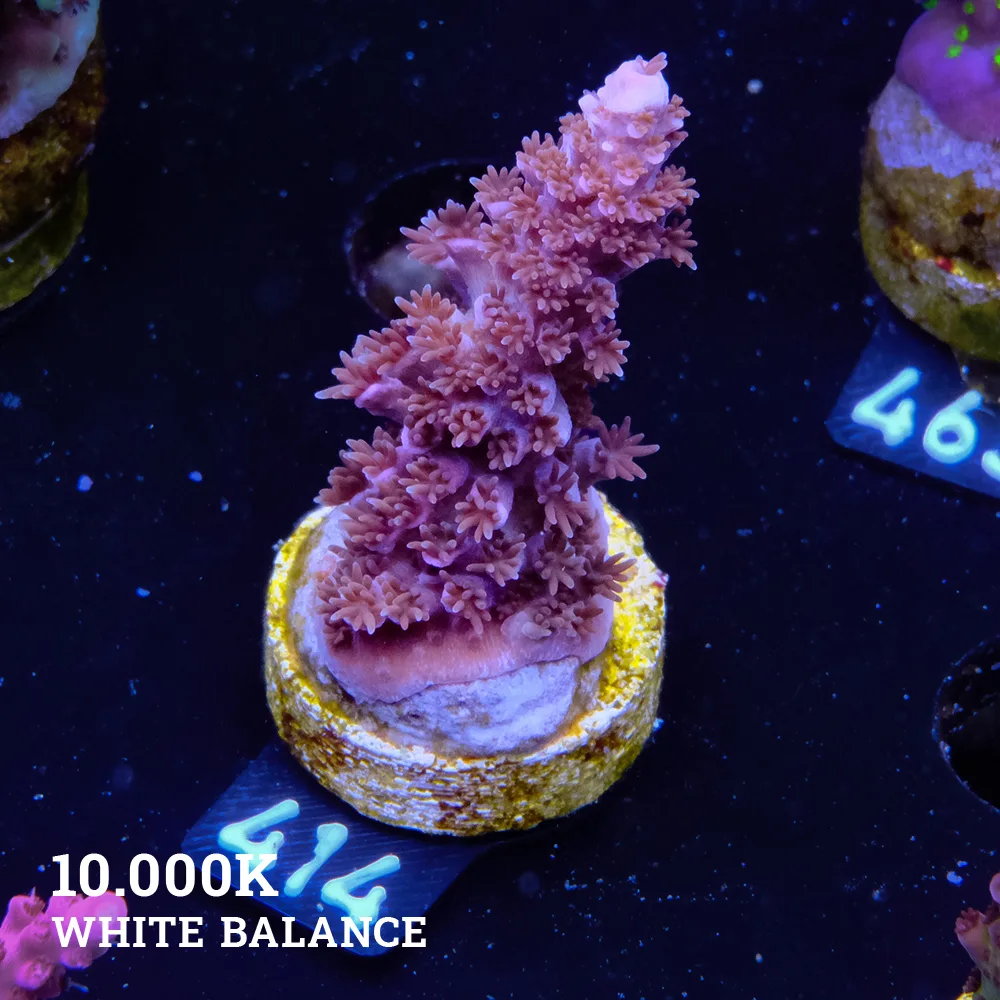 Acropora 'Red Abro'