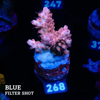 Acropora 'Rose'