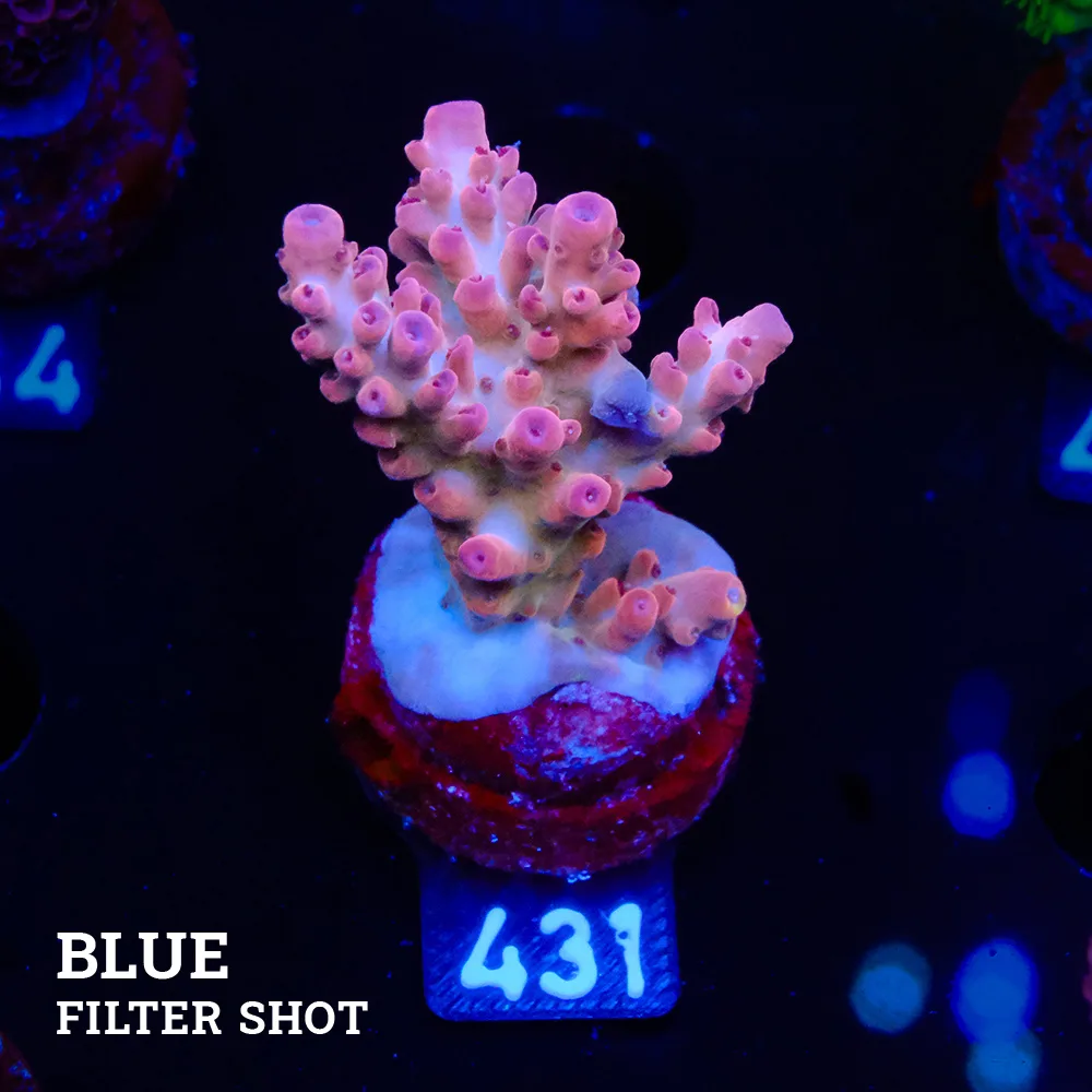 Acropora 'Rosa'