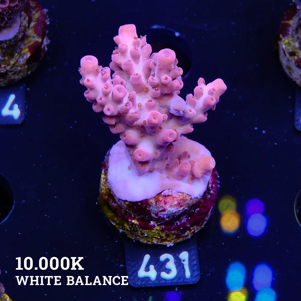 Acropora 'Rosa'