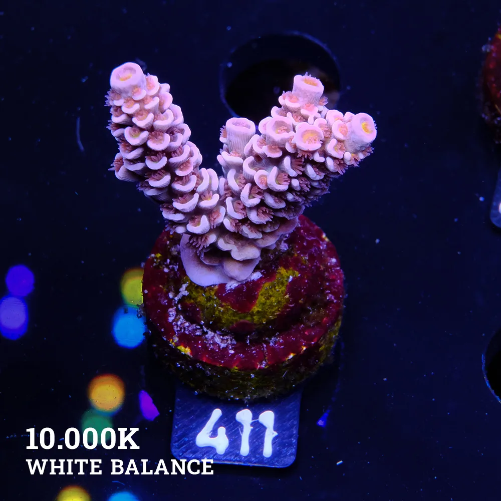 Acropora Tenuis 'Orange