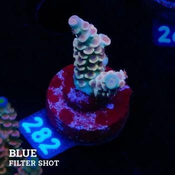 Acropora Tenuis 'Pastel Rainbow'