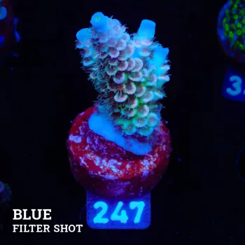 Acropora Tenuis 'Pastel Rainbow'