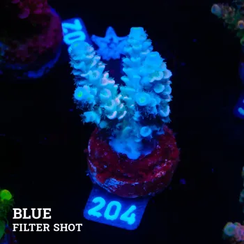 Acropora Tenuis 'Pastel Rainbow'