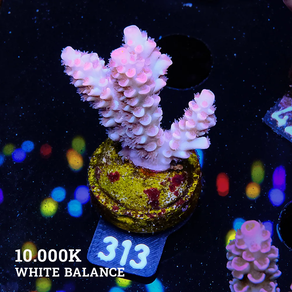 Acropora Tenuis 'Rainbow Ultra