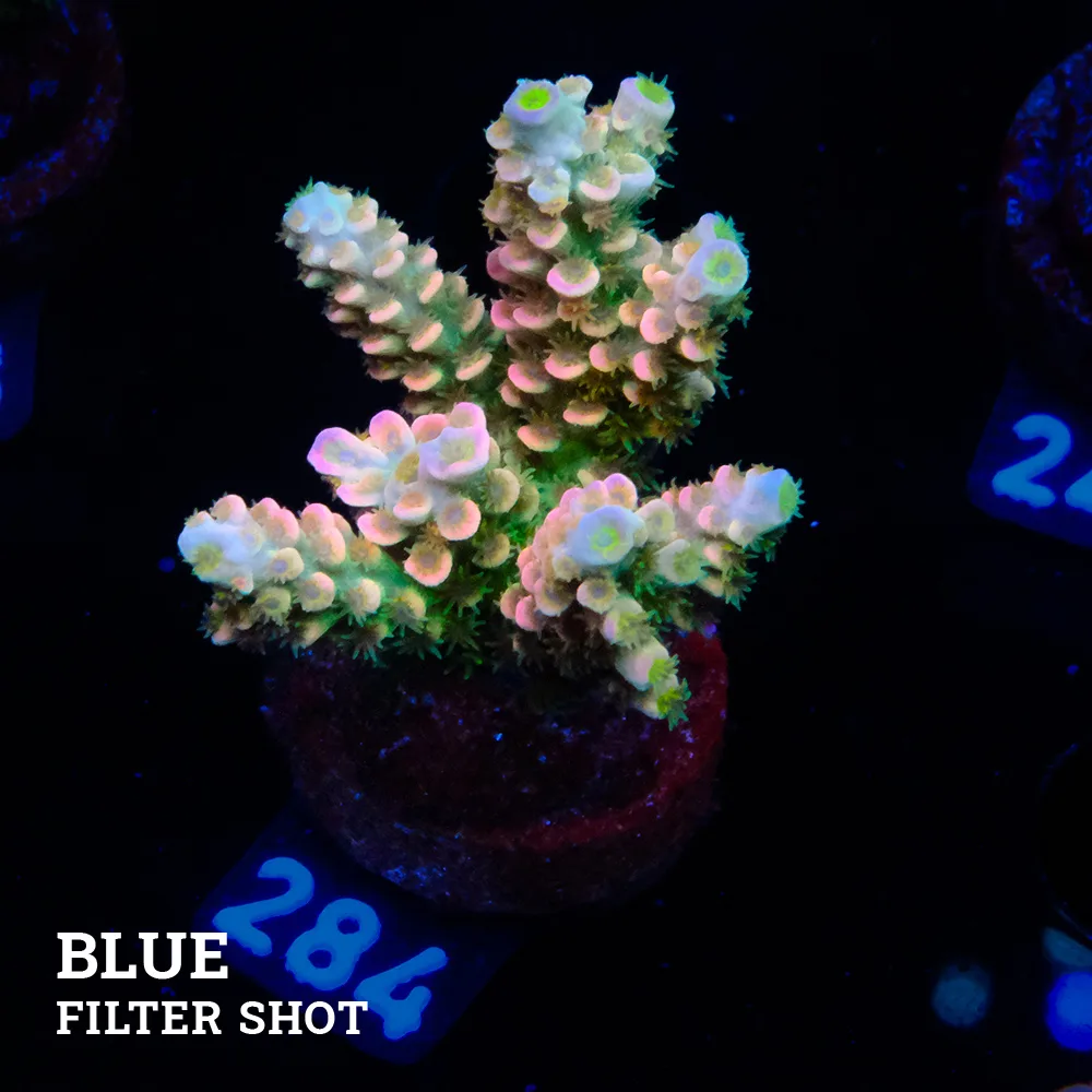 Acropora Tenuis 'Rainbow Ultra'