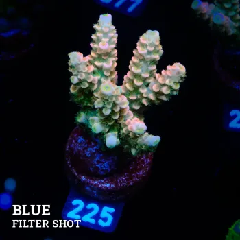 Acropora Tenuis 'Rainbow Ultra'