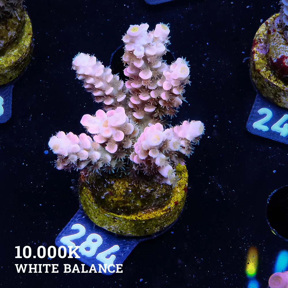 Acropora Tenuis 'Rainbow Ultra'