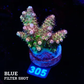 Acropory Hyacinthus 'Yellow'