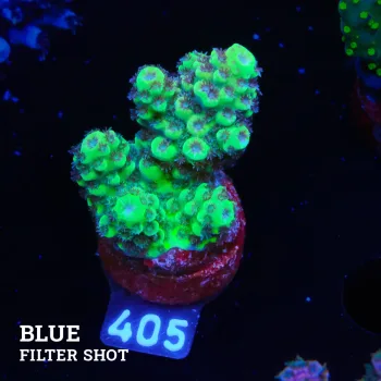 Acroprea 'Green & Purple Polyps'