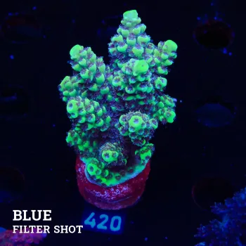 Acroprea 'Green & Purple Polyps'