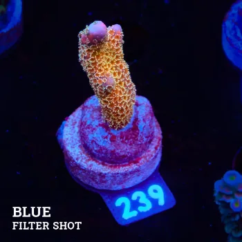 Montipora 'Gold Money'