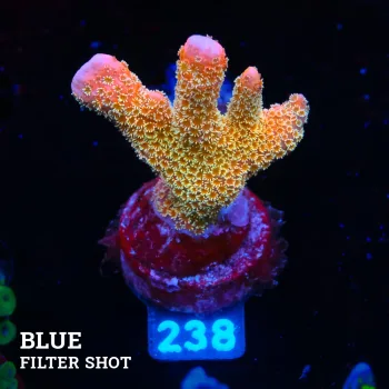 Montipora 'Gold Money'